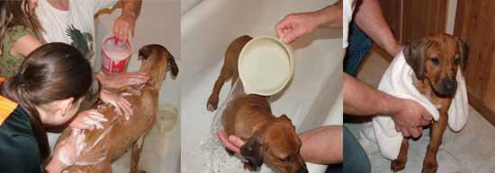 Bathing your Puppy