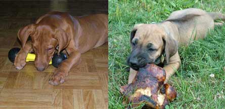 Train your puppy to chew on appropriate bones and toys
