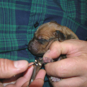 Clipping Puppy's Toenails